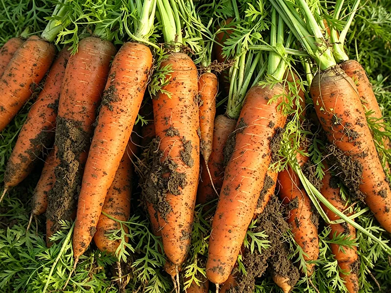 Dirty carrot before washing