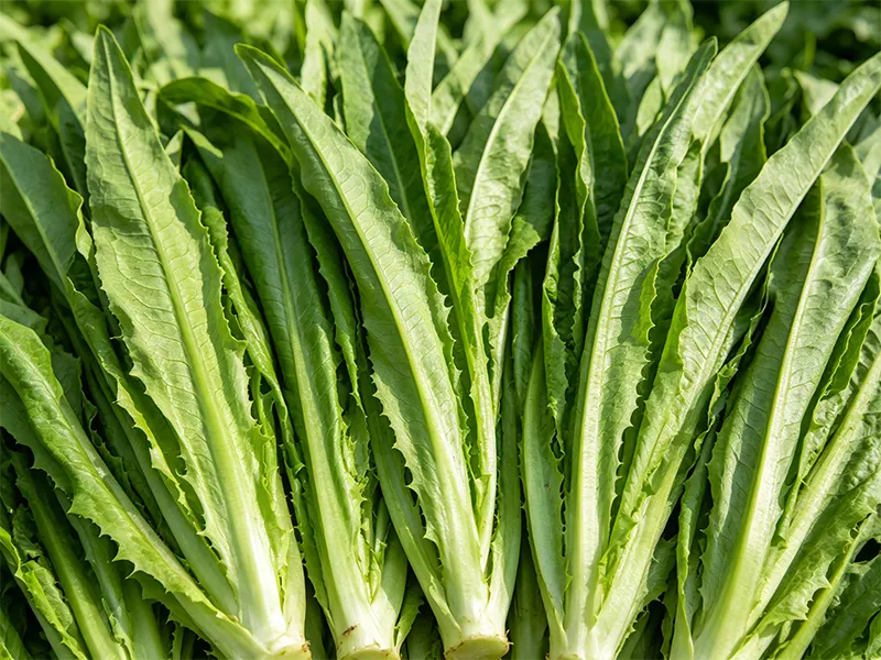 Leafy vegetables after washing