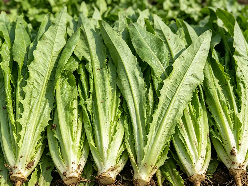 Leafy vegetables before washing