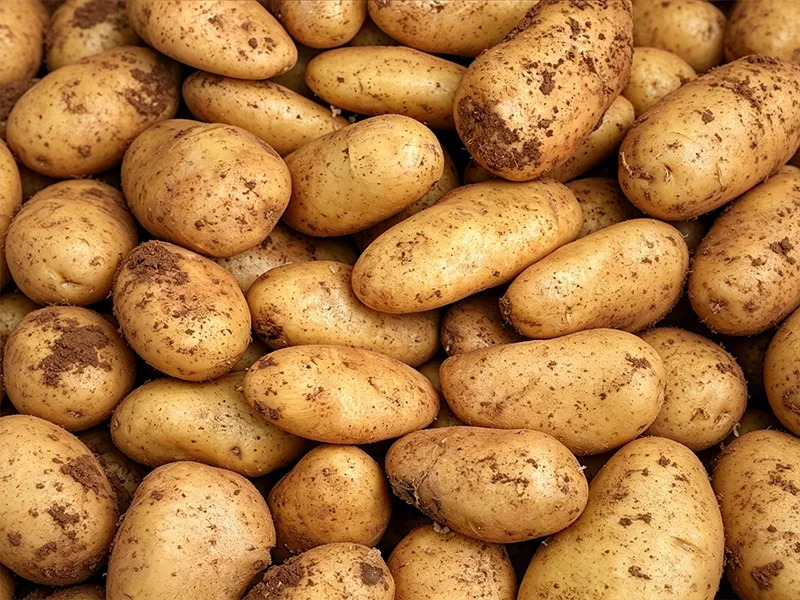 Dirty potato before washing
