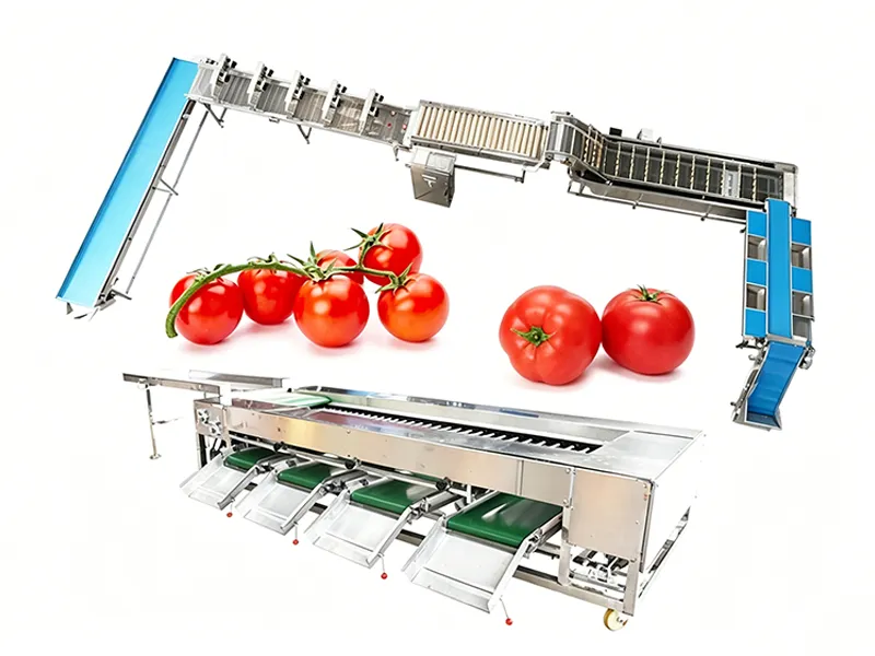 Tomato sorting line for processing plant