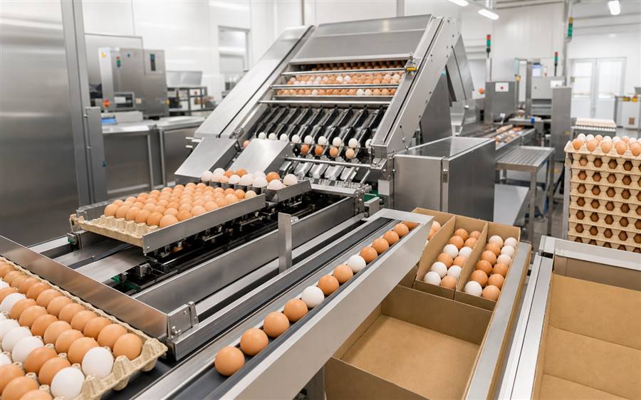 Egg packing plants