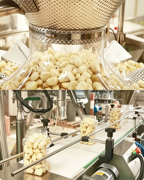 Garlic Export and Packing Facility