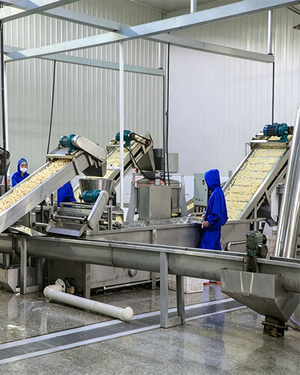 Garlic Processing Plant