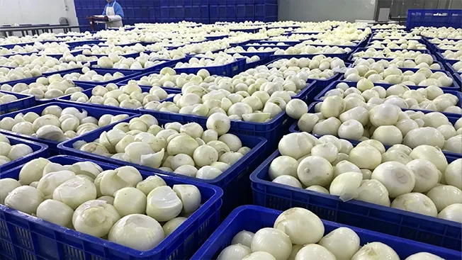 Fresh peeled onions