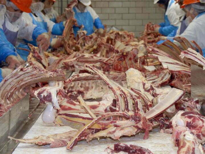 animal bones for recycling