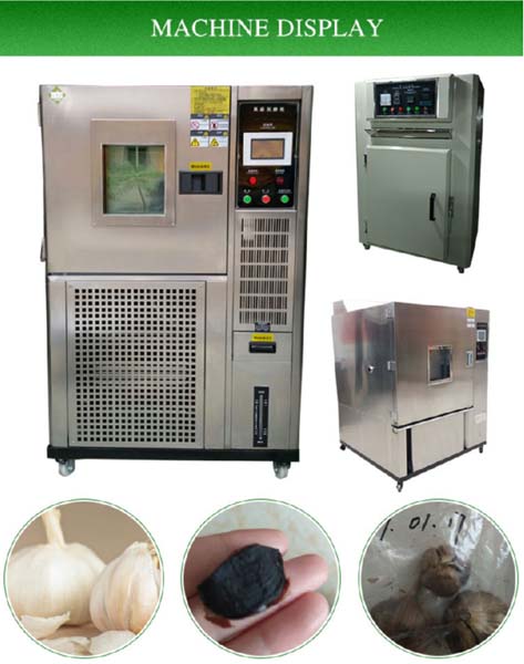 black garlic machine