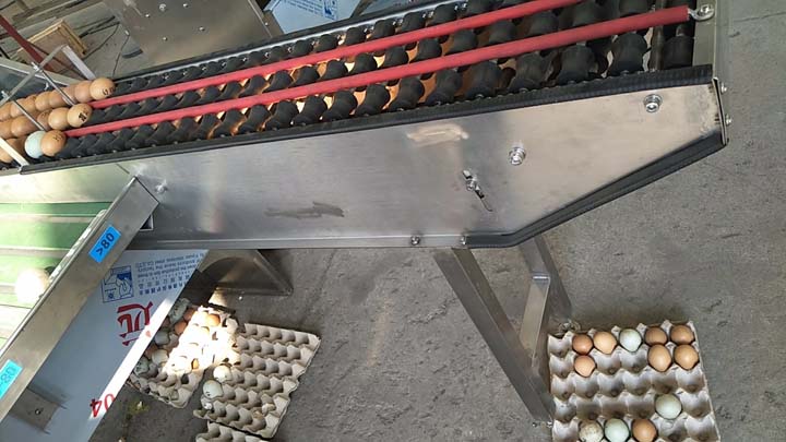 eggs grading process