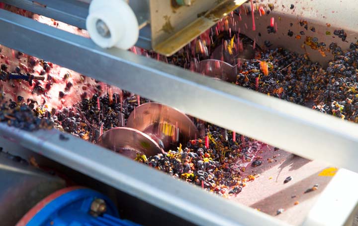 grape crusher and destemmer working