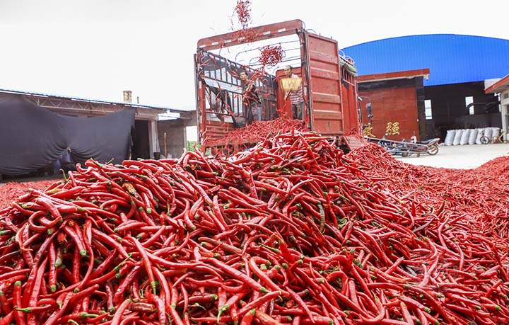 harvested peppers