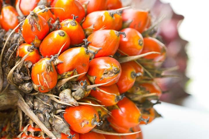 Palm fruits