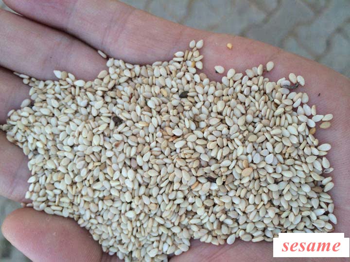 sesame for making butter