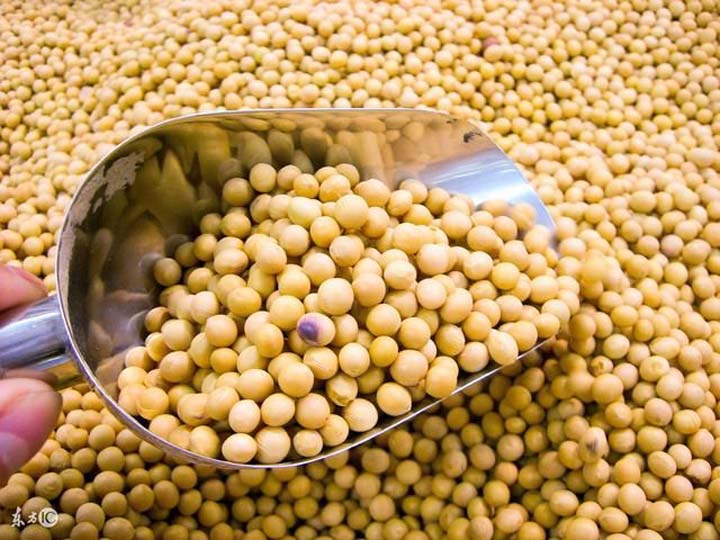 soybean for making soymilk and tofu