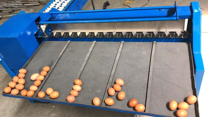 testing site of the egg grading